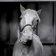 Mr. Ed